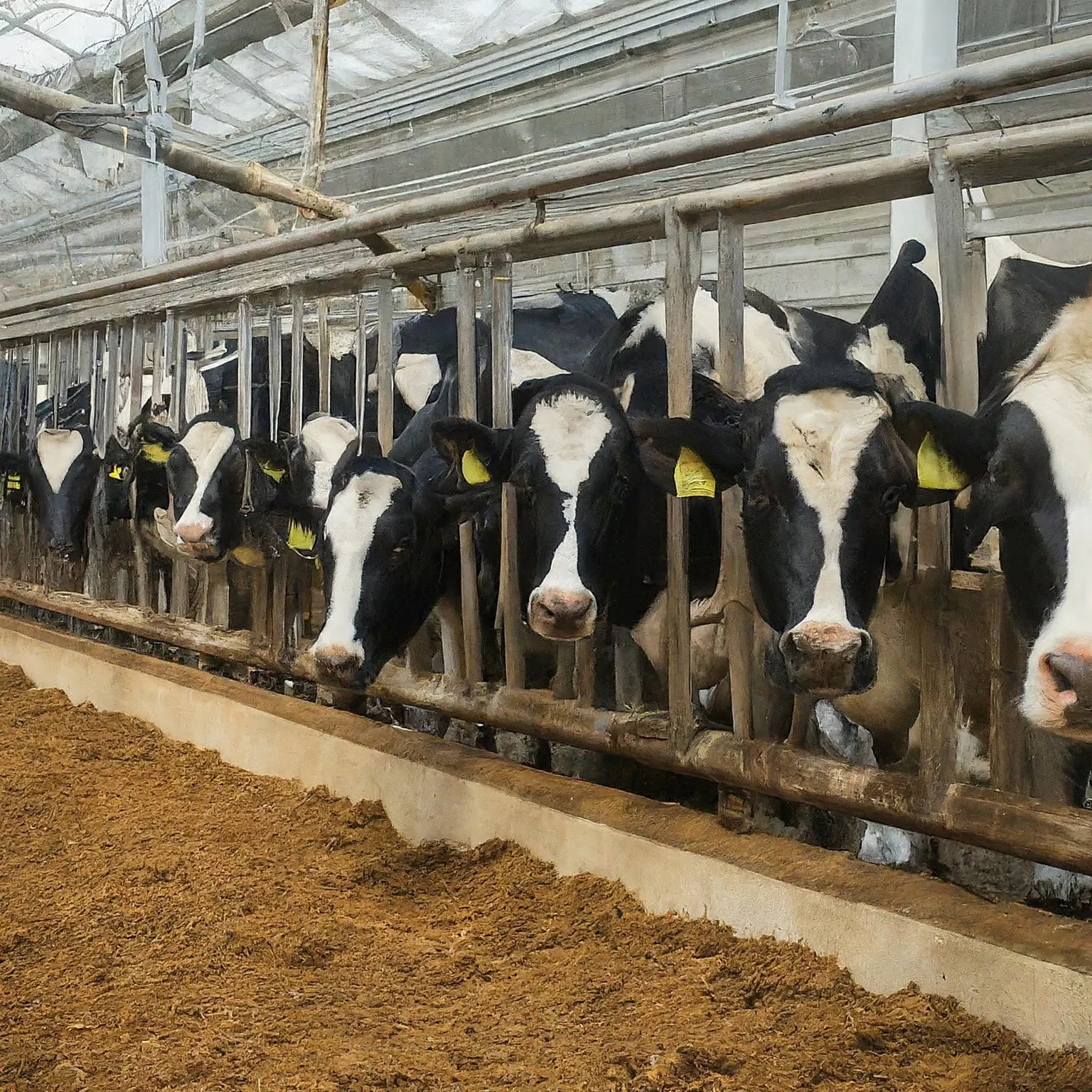 Fresh Milk
